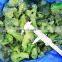 Sinocharm Crisp Sweet Fresh Non Worm Frozen Broccoli With ISO Certificate IQF Broccoli
