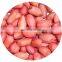 Exporters of Quality Peanuts Groundnuts Wholesale Fresh Style peanuts without shell blanched peanut kernels