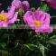 Color useful preserved peony