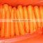 good quality new crop carrot