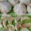 WHITE FRESH HIGH QUALITY GARLIC VIETNAM