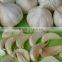 VIETNAM FRESH WHITE GARLIC OF NEW CROP 2016