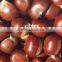 china new crop good tast fresh chestnut in shell