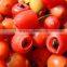 Multifunctional Chinese Yew Screw Juice Machine Price Discounted