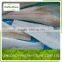 frozen saithe /pacific cod fillet