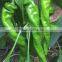 Screw pepper Seeds chinese vegetable seeds for growing-US-hyun No.1