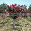High Sprouting Rate Heirloom Lagerstroemia Crape Seeds In Bulk
