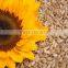 sunflower kernels dried sunflower seeds for bird food