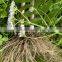 Valerian Root Extract Vegetable Soft Capsule Nutritional Food Supplements Sleeping Pills ...