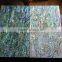 3.0mm thick paua shell laminate