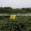 2017 Huangshan chunmee green tea, Grade Special 41022AAA