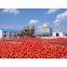 Tin Tomato Paste, Branded Ketchup Tomato Sauce