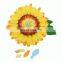 Sunflower Shape Educational Kid DIY Stuffed Pillows Yellow Plush Toys Wholesale