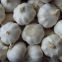 White Garlic New Crop Wholesale Garlic Price Fresh Garlic Peeling