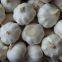 High Quality Natural Pure White Garlic Sell Like Hot Cakes New Crop Wholesale Garlic Price Wholesale Garlic