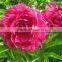 Fresh stylish peony flower marking in china