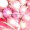 2015 Onion Lowest Price With Best Quality