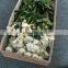 3 branches plasitc small silk artificial flowers daisy