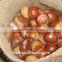 2015 health foods chinese chestnuts for sale/canned chestnuts roasted/fresh chestnut