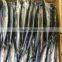 Frozen Pacific Saury Fit For Bait Only
