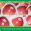 Chinese Red Apple/Red star apple
