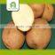 wholesale holland seed potato