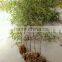 Perennial Plants Bamboo Seedling