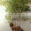 Perennial plants bamboo seedling