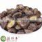 Free shipping premium fresh flower shiitake mushroom spawn cultivation