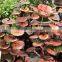 Reishi Mushroom Extract Powder