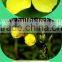 Oil for female health evening primrose oil