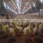 good service modern design broiler breeder farm