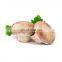 Free sample pure organic shiitake mushroom extract powder