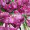 High grade new arrival promotional calla lily for wedding