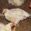 Top automatic poultry farm equipment for broiler
