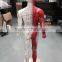 High definition medical teaching model 85CM human semi muscle red and white acupuncture point model