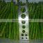 IQF Asparagus