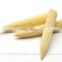 fresh baby corn/baby corn exporters/farm fresh baby corn
