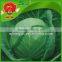 Grade A fresh green cabbage for sale