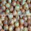 Gansu Fresh Onion