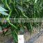 Hybrid Hot pepper seeds Chili Seeds for growing-Ji 112