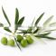 High quality olive leaf extract in bulk Oleurpein25% / Hydroxytrosol for sale