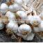 industrial Garlic Separating Machine of garlic machine series