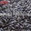 Raw Organic 363 tpye sunflower seeds