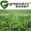 Natural Wheat Grass Powder