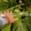 JSQ04 high yield Nick no. 8 planting in zucchini seeds, squash seeds f1