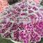 Mother's day gift Beautifu fresh cut carnation pink carnation