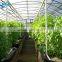 chengdu BaoLiDa low price multi-span PC shed greenhouse PC sheet greenhouse vegetable greenhouse