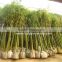 Bambusa ventricosa ( chinese bamboo )