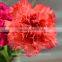 High quality cut fresh flower/diverse carnation high quality wholesale from yunnan